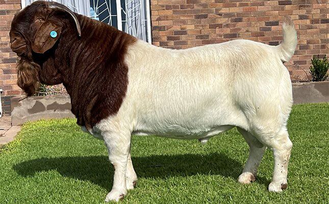 5 Profitable Ways to Make Money Farming with Goats in South Africa